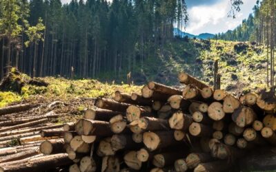 Bois de chauffage en Haute-Saône : pour vous réchauffer