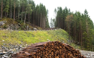Notre rôle crucial en tant que transporteur de bois en Haute-Saône dans la préservation des forêts