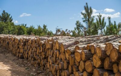 Achat de bois en Haute-Saône : l’expertise de Comfabois